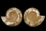 Cut & Polished Ammonite Fossil - Jurassic #183362-1